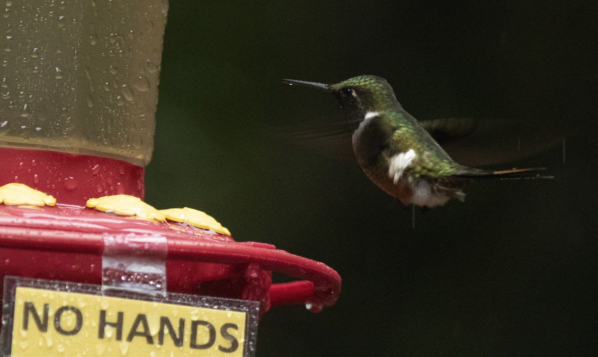 Magenta-throated Woodstar - ML644072973