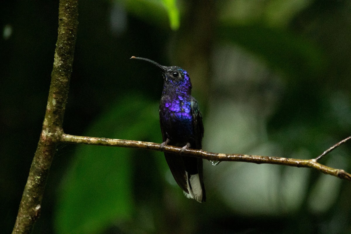 Violet Sabrewing - ML644072984