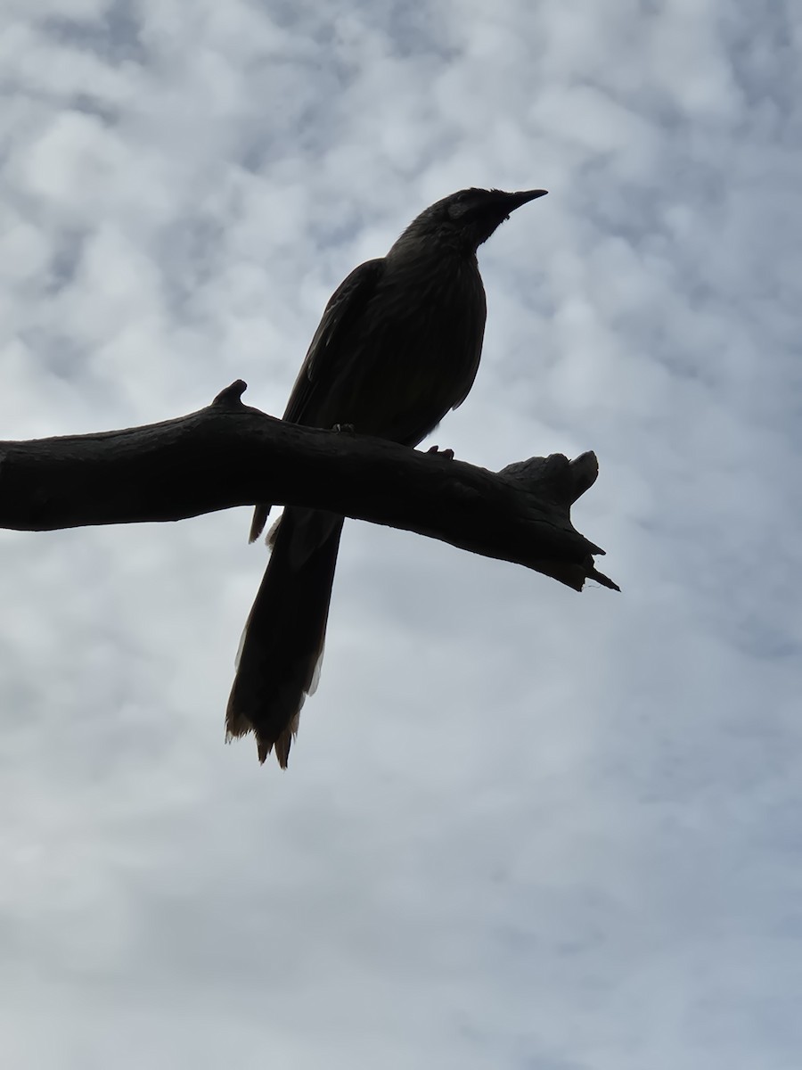 Red Wattlebird - ML644072997