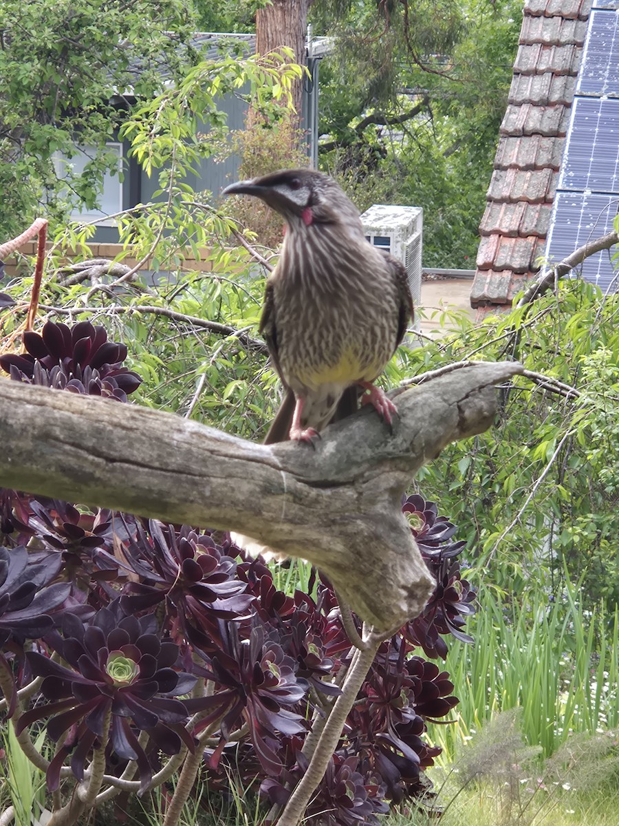 Red Wattlebird - ML644073000