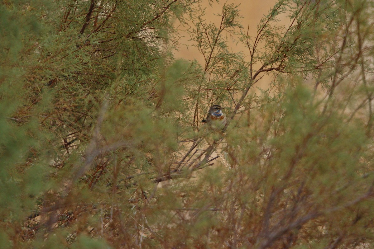 כחול חזה (נקודה אדומה) - ML644073002