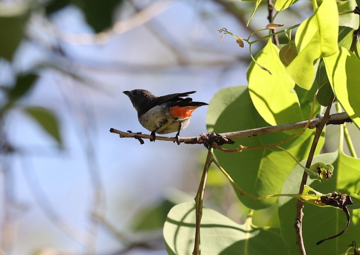 Mistletoebird - ML644073004