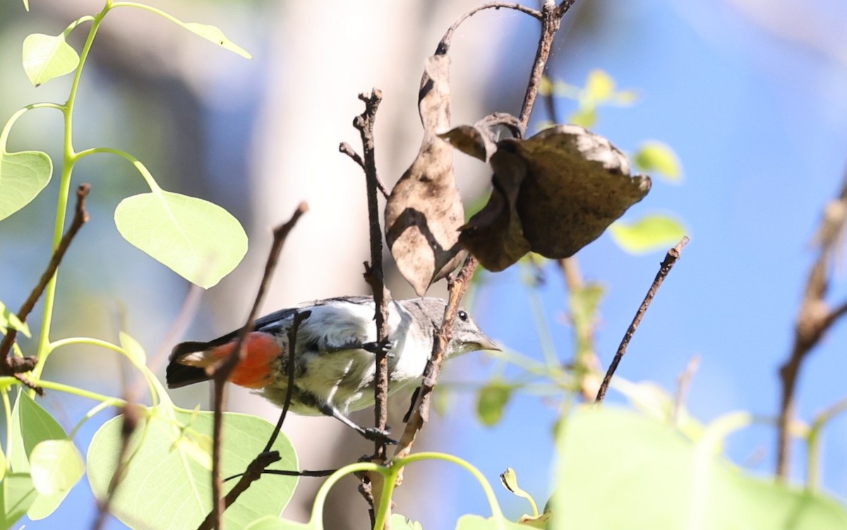Mistletoebird - ML644073005