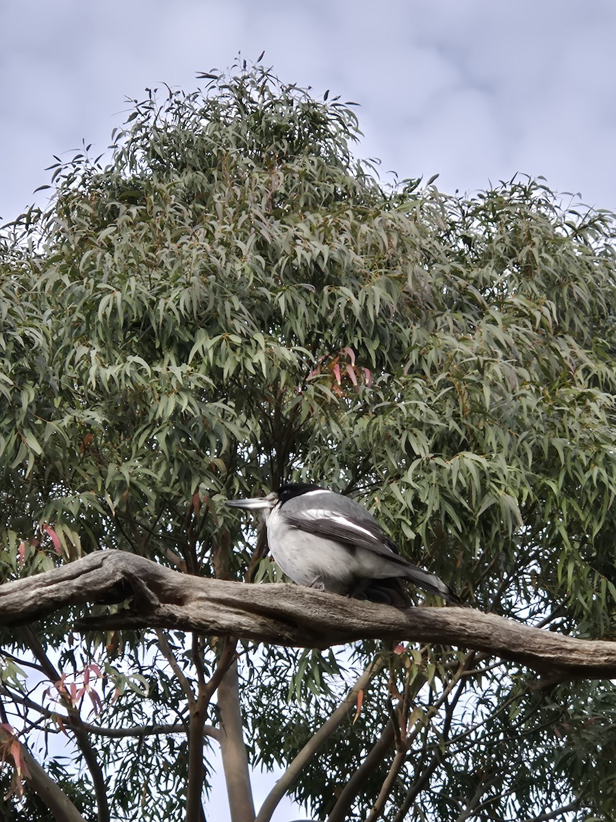 Gray Butcherbird - ML644073008