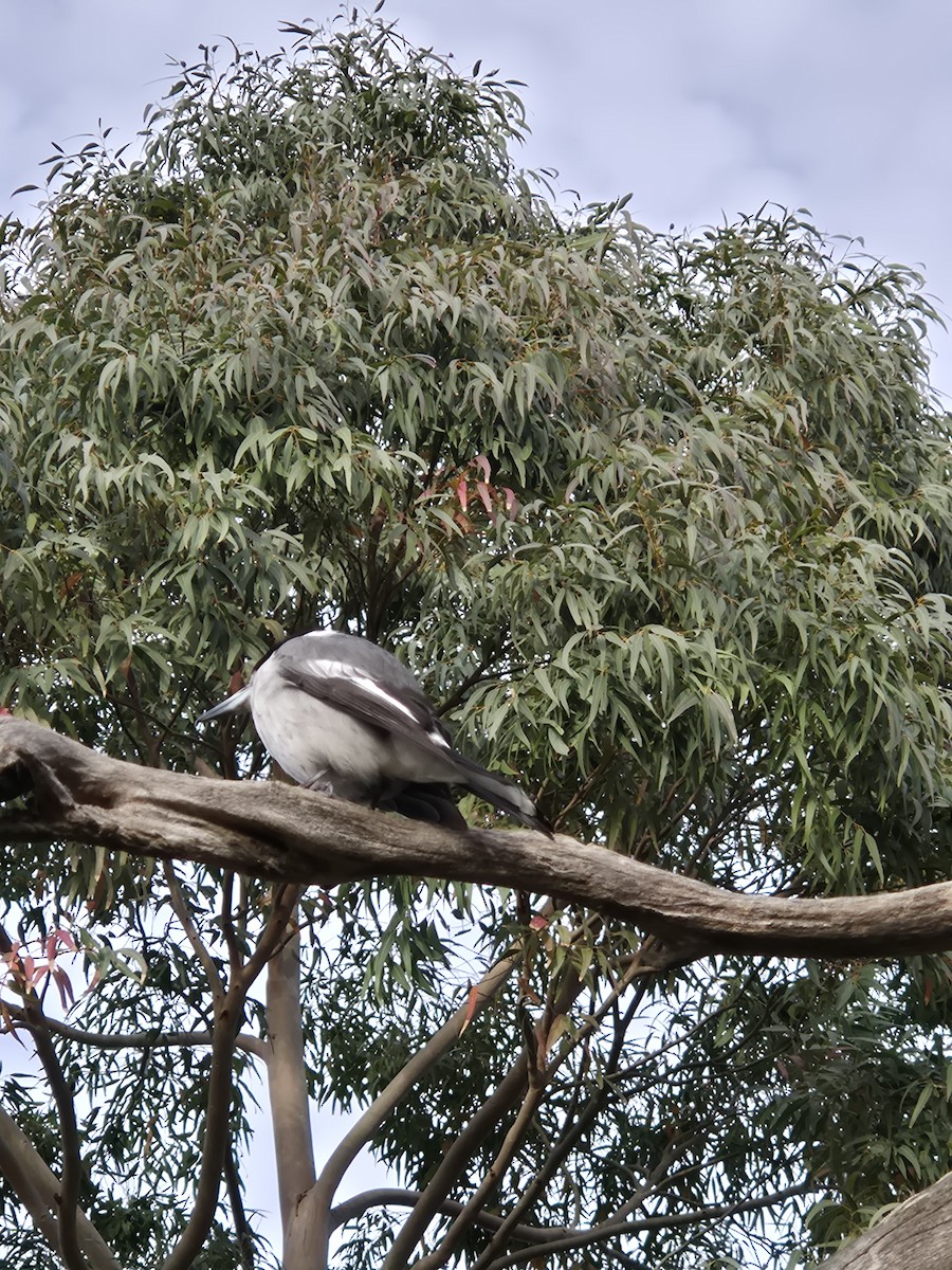 Gray Butcherbird - ML644073017