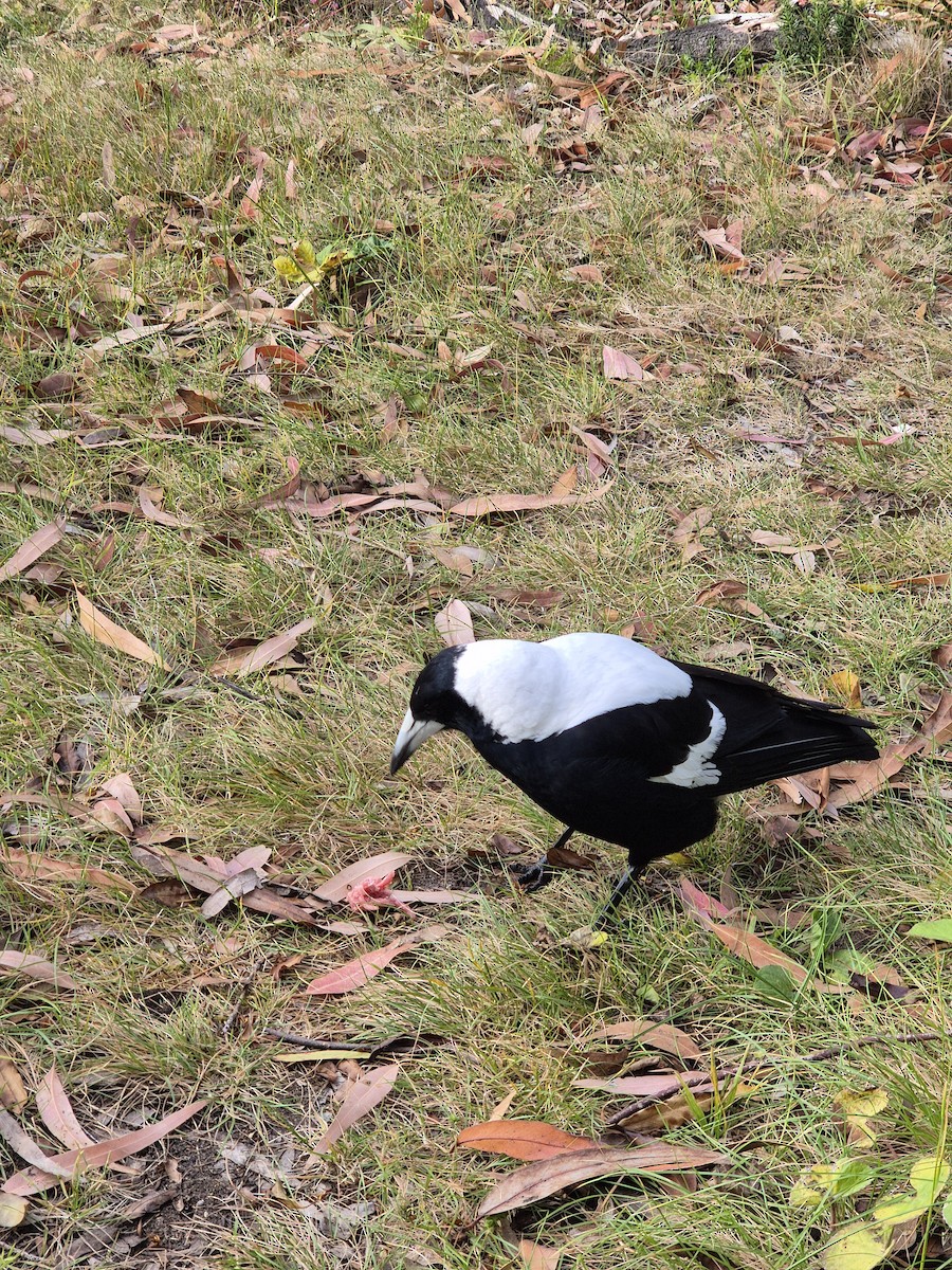Australian Magpie (White-backed) - ML644073024