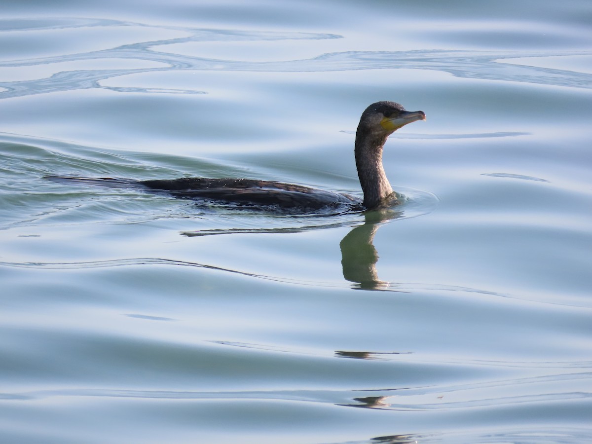Grand Cormoran - ML644073033