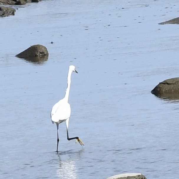 Little Egret - ML644073044
