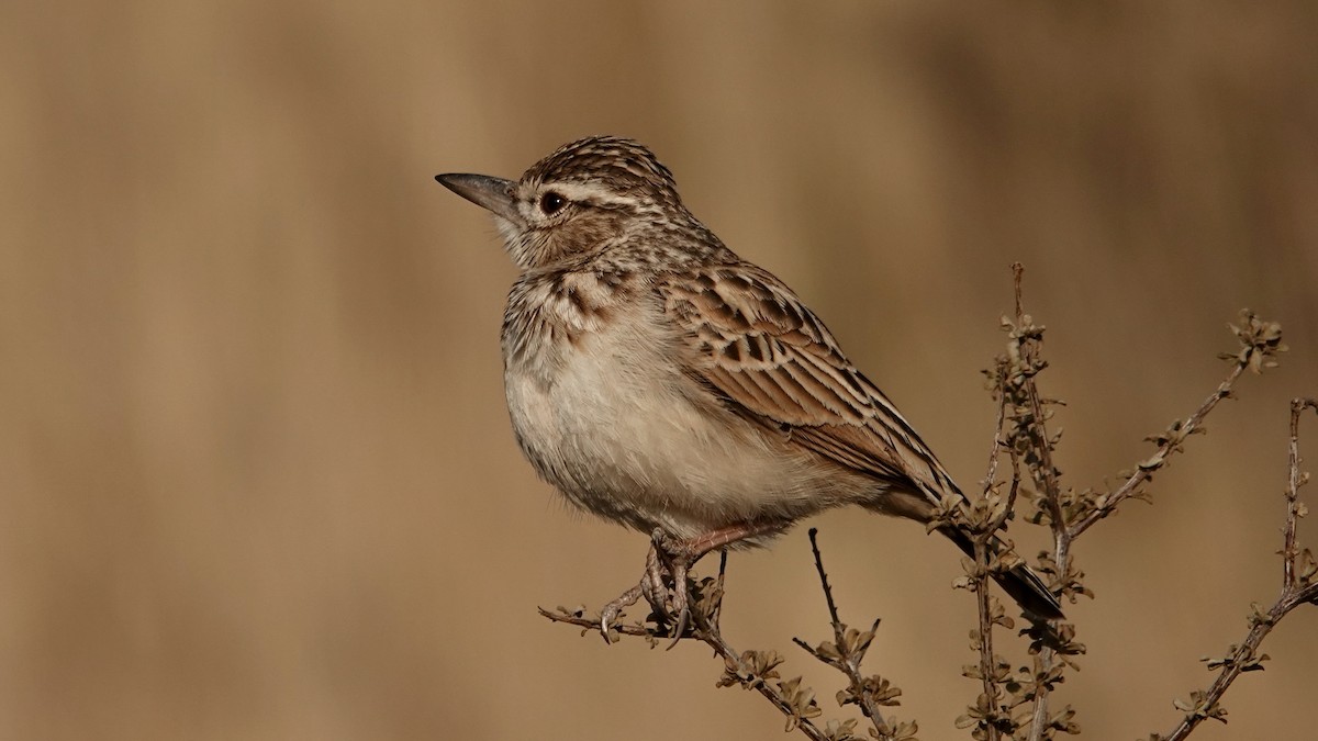 Sabota Lark - ML644073045