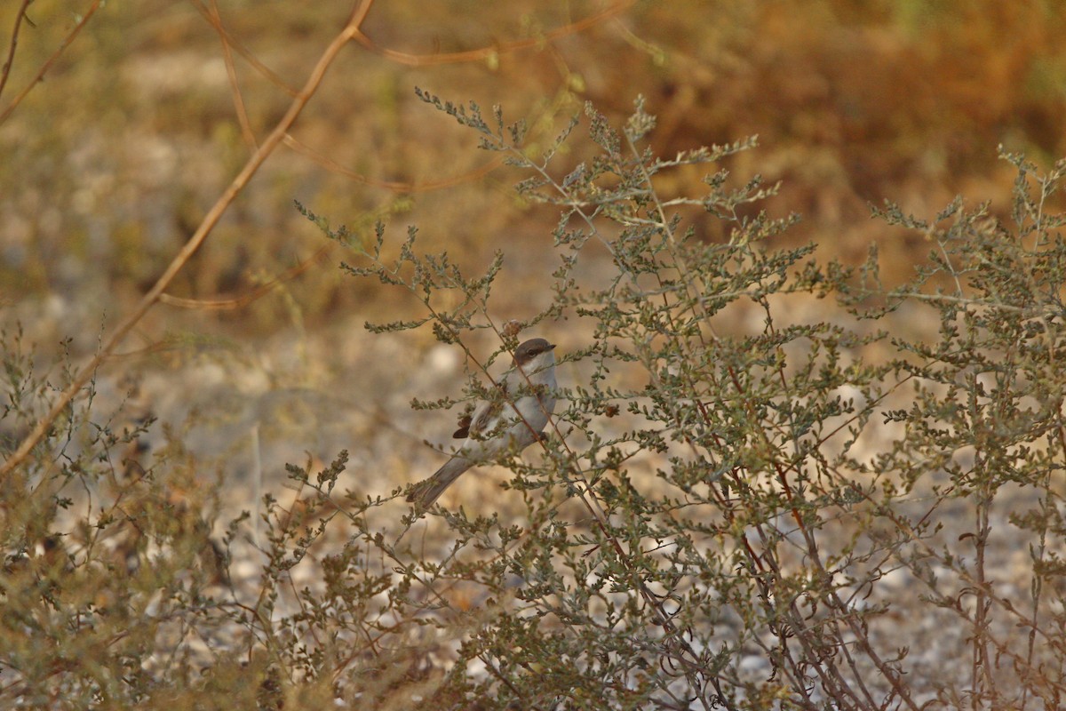 סבכי טוחנים - ML644073046