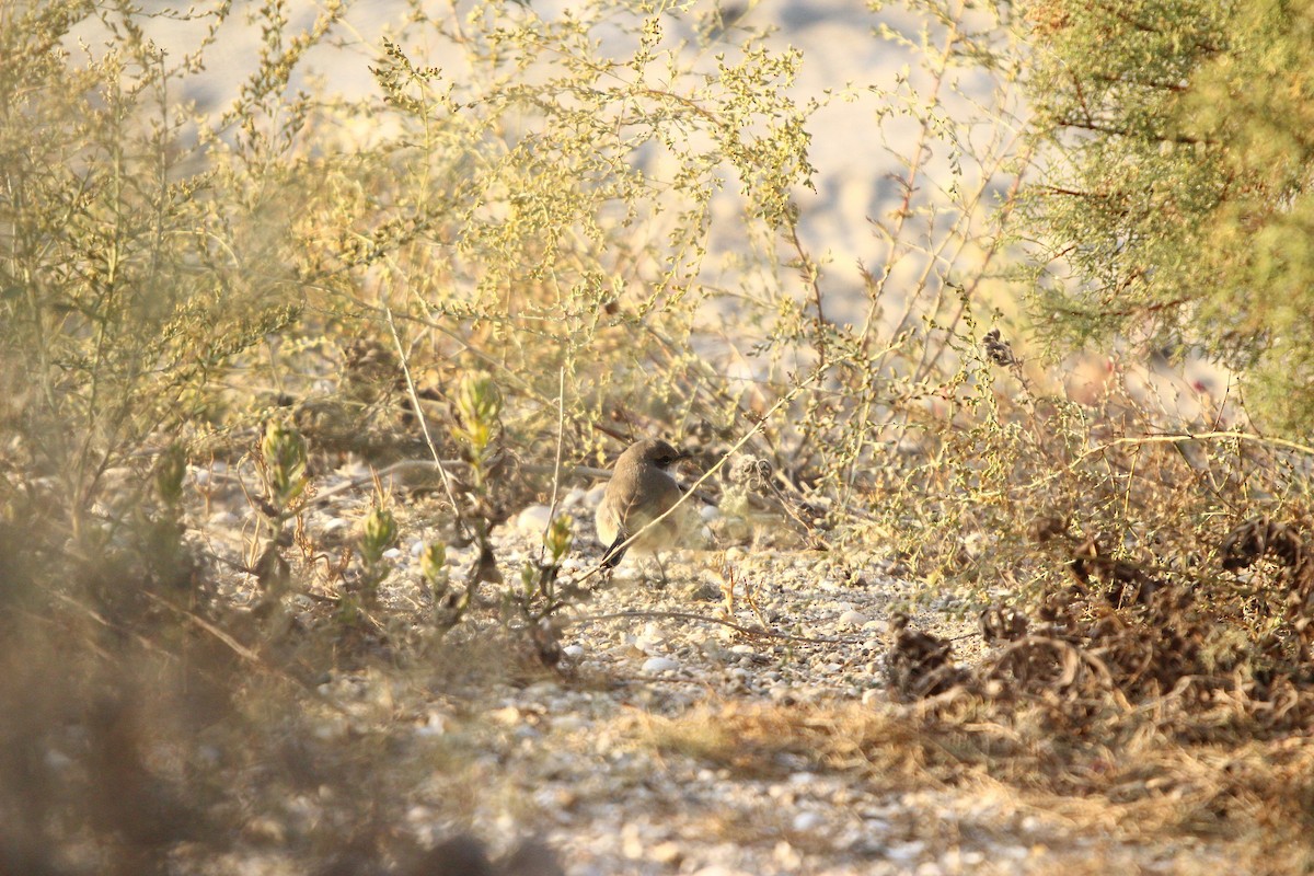 סבכי טוחנים - ML644073047