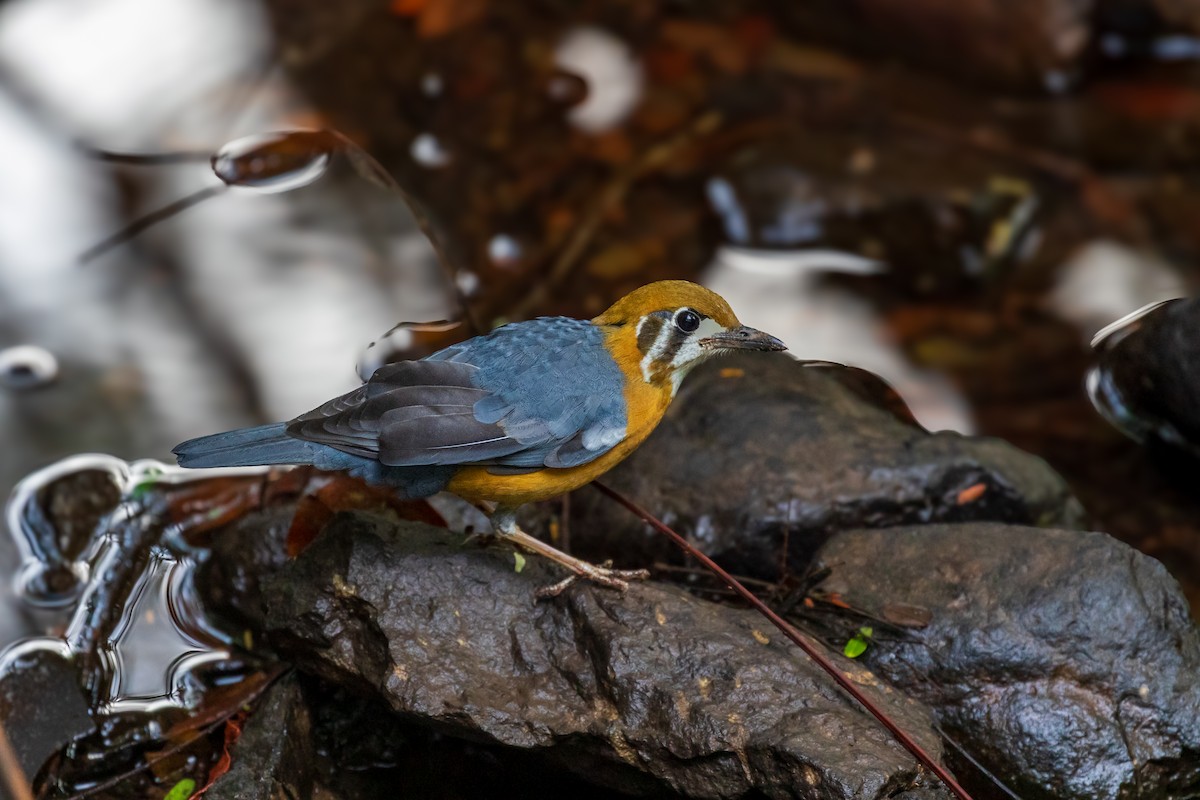 Orange-headed Thrush - ML644073078