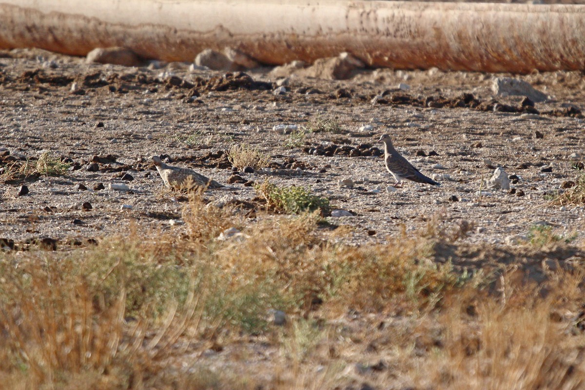 תור מזרחי - ML644073089