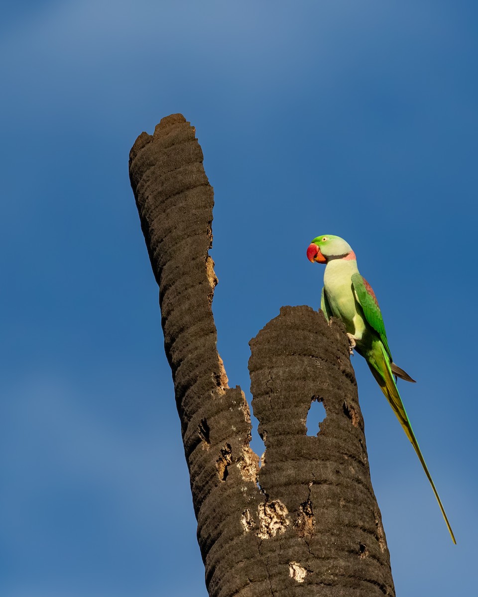 Alexandrine Parakeet - ML644073091