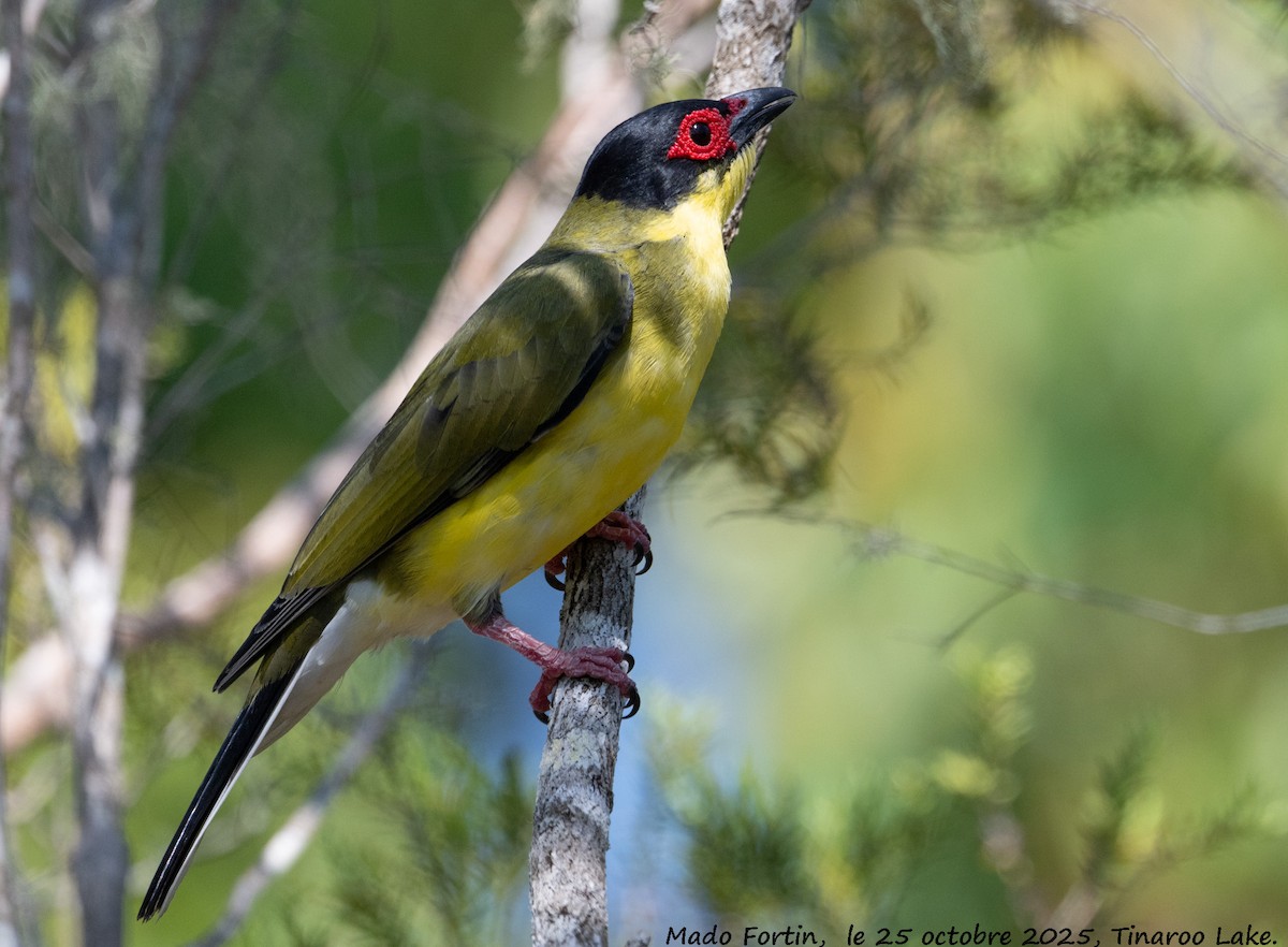 Australasian Figbird - ML644073099