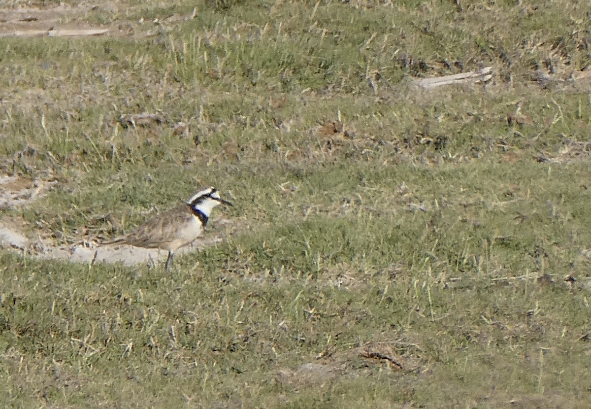 Madagascar Plover - ML644073102