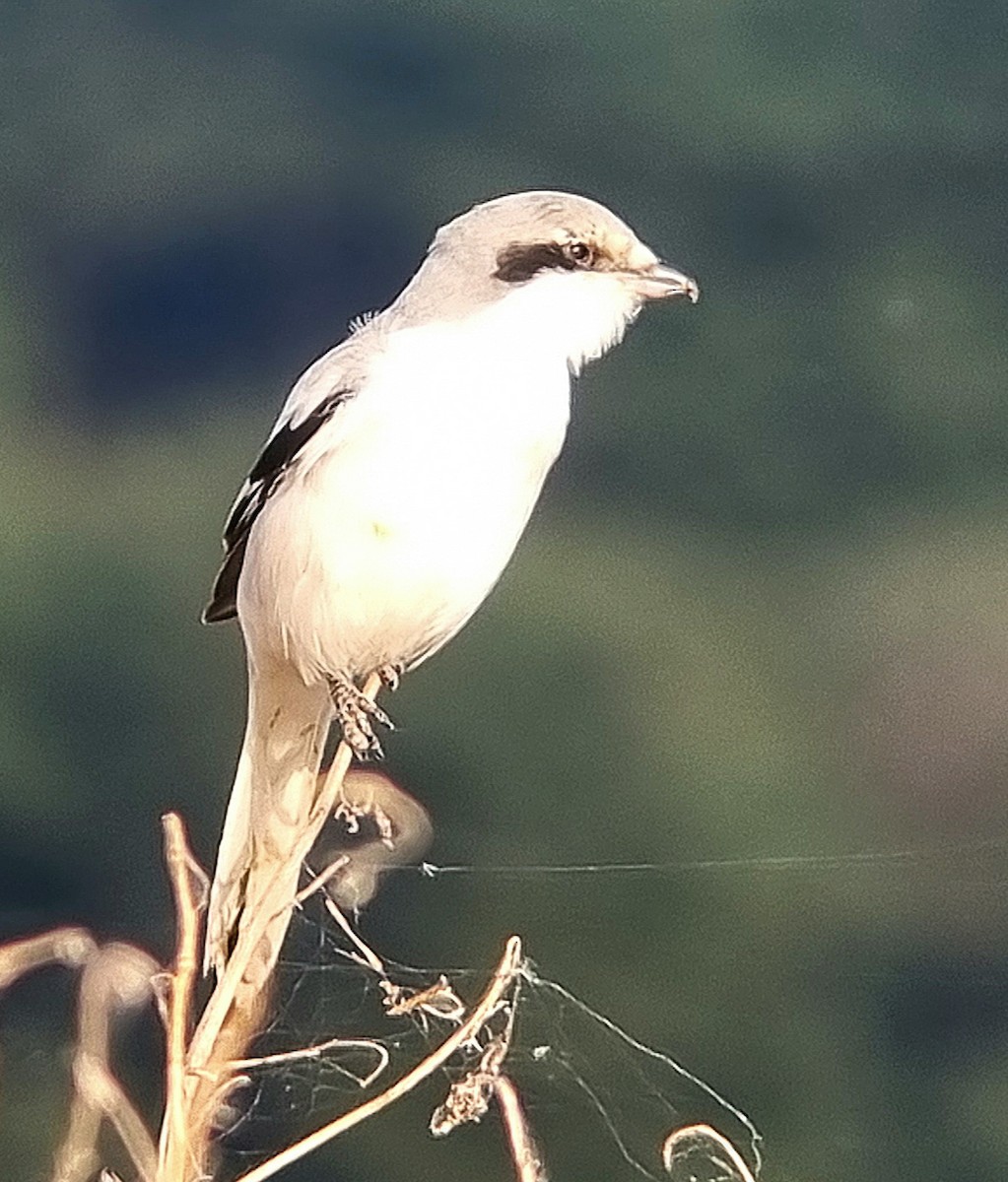Chinese Gray Shrike - ML644073117