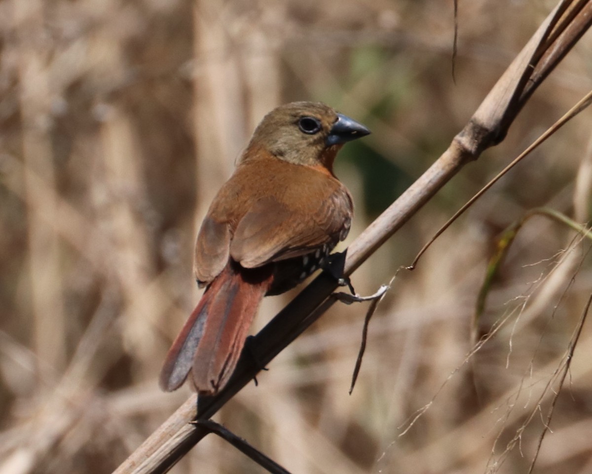 Red-throated Twinspot - ML644073120