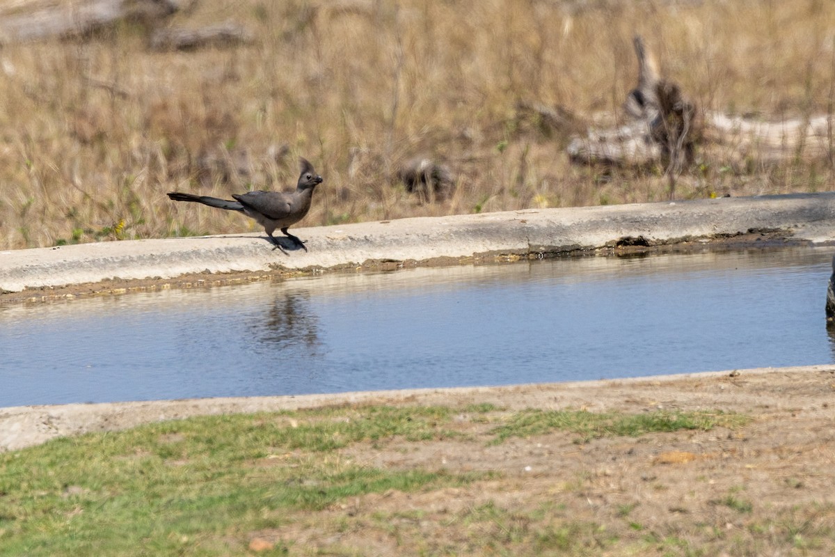 Gray Go-away-bird - ML644073123