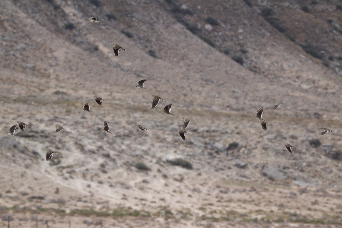 Kalanderlerche - ML644073131