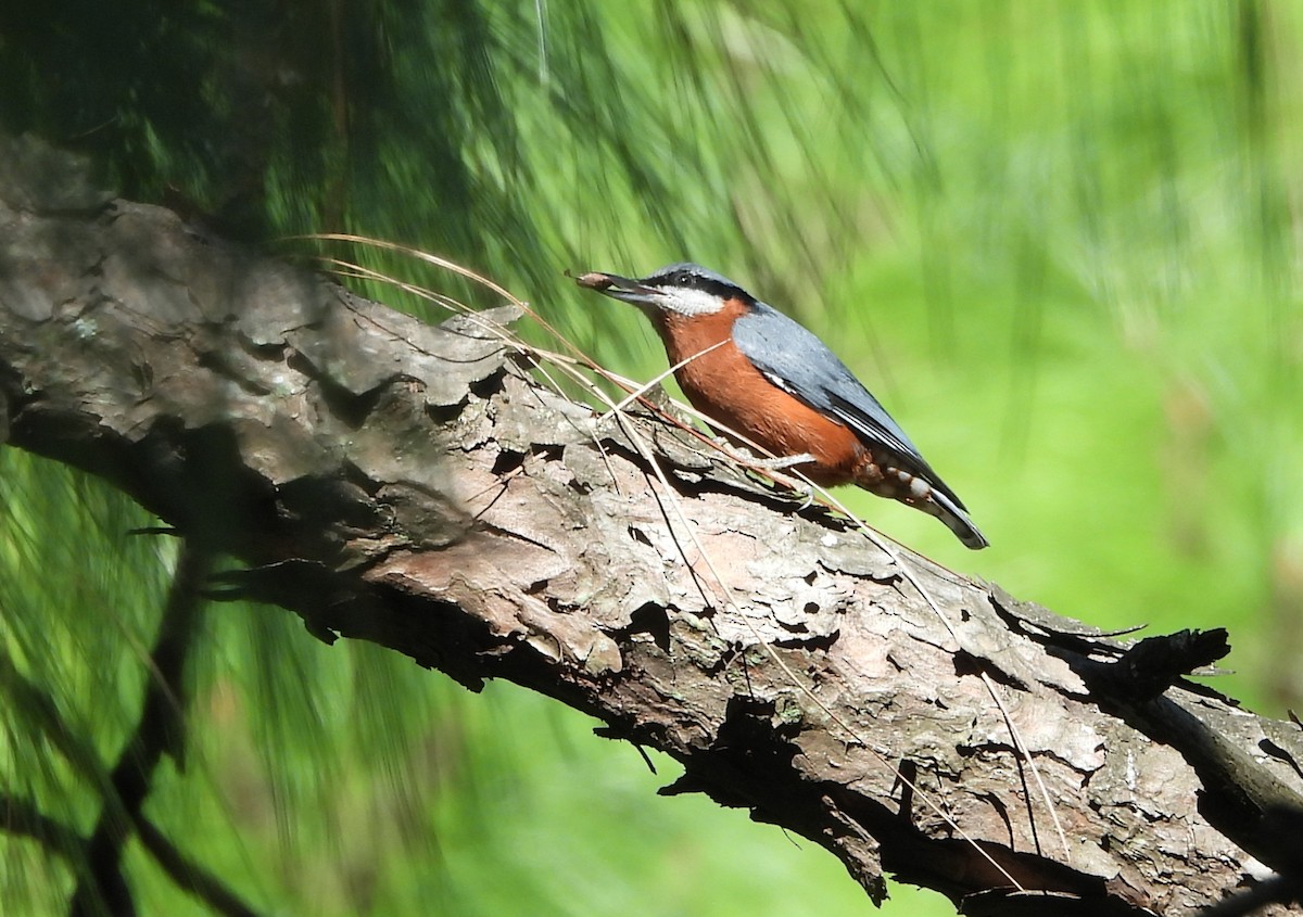 Chestnut-bellied Nuthatch - ML644073133