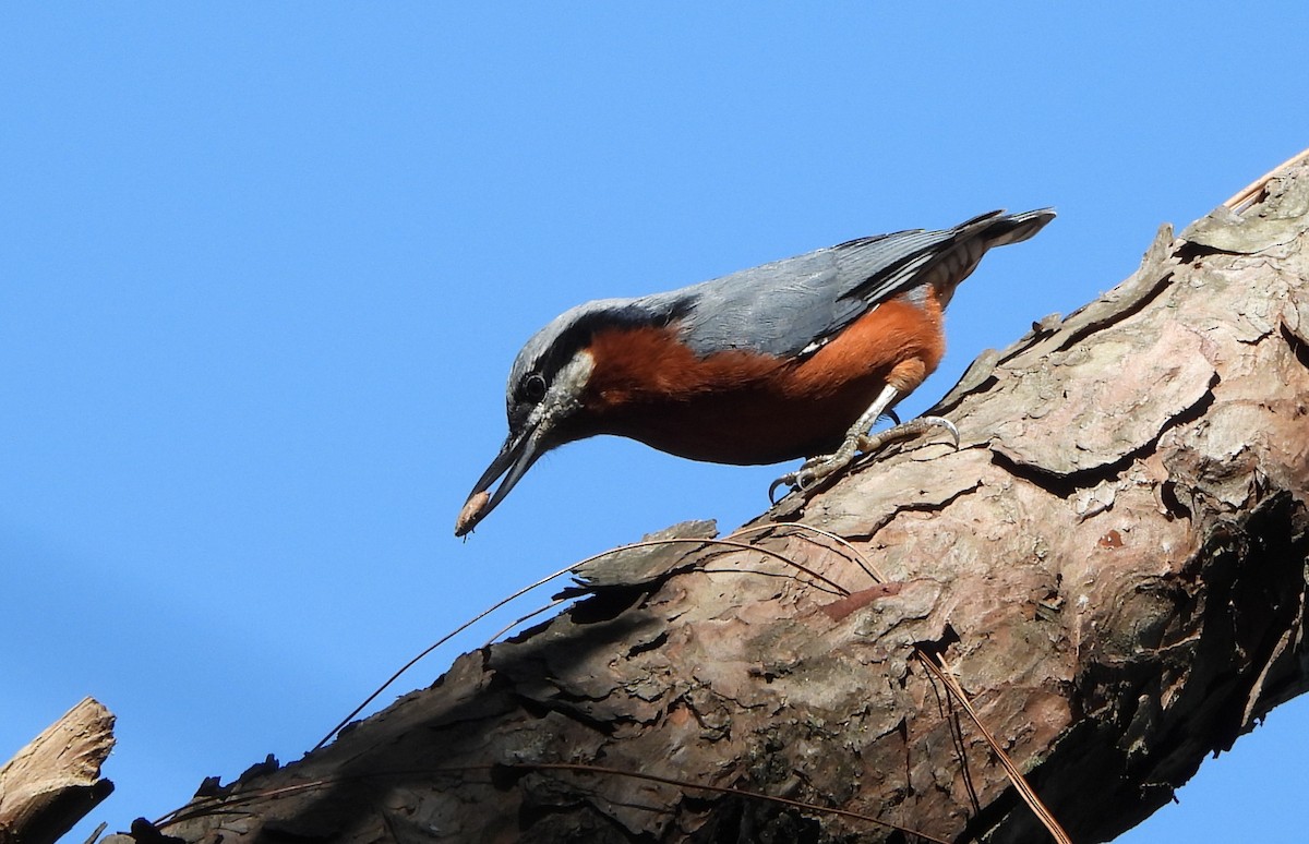Chestnut-bellied Nuthatch - ML644073134