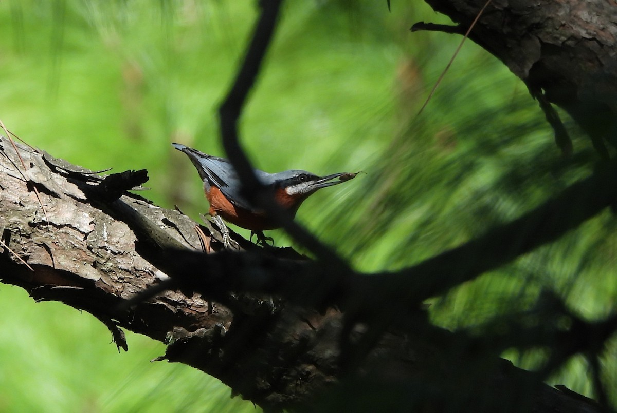 Chestnut-bellied Nuthatch - ML644073135