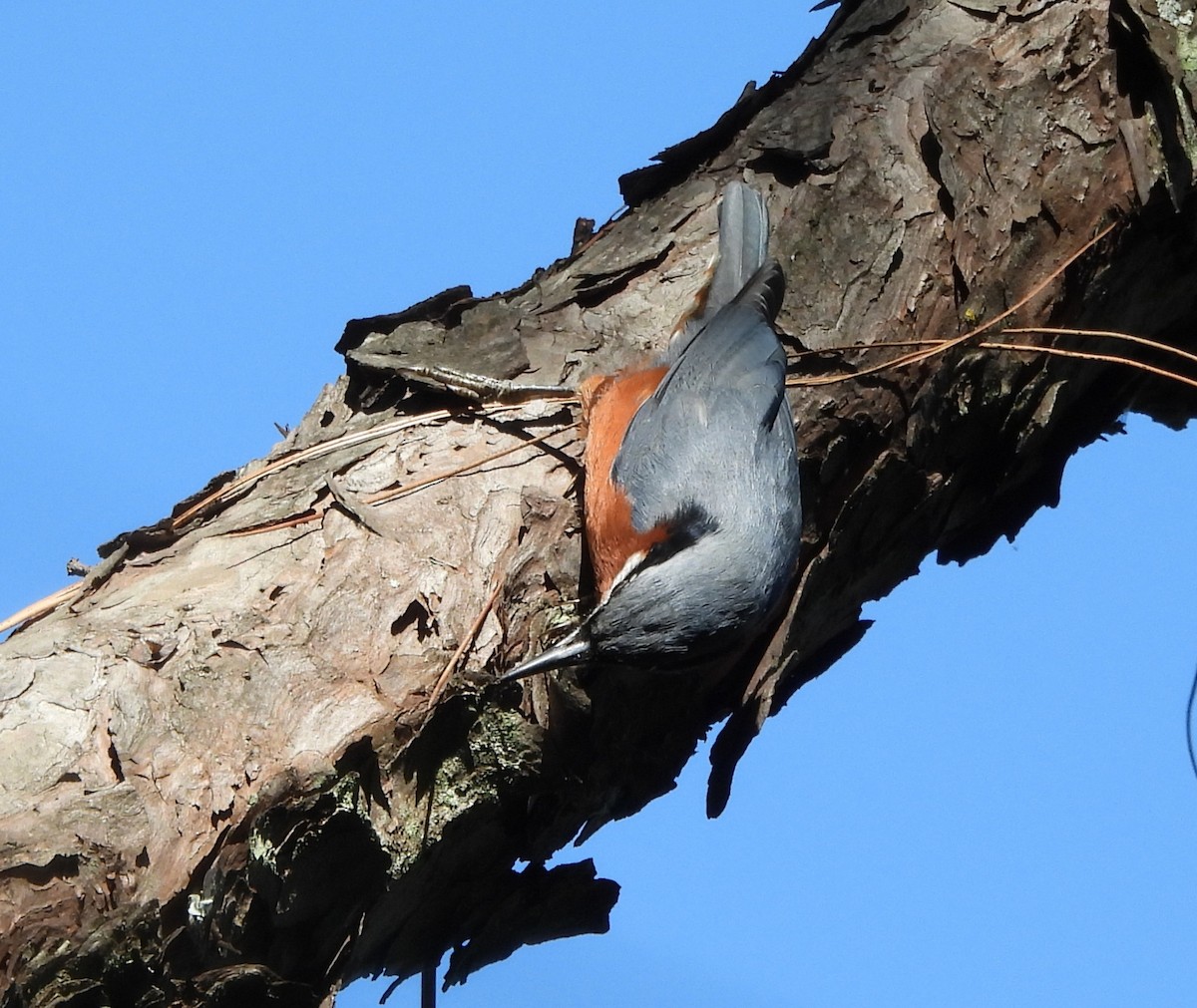 Chestnut-bellied Nuthatch - ML644073136