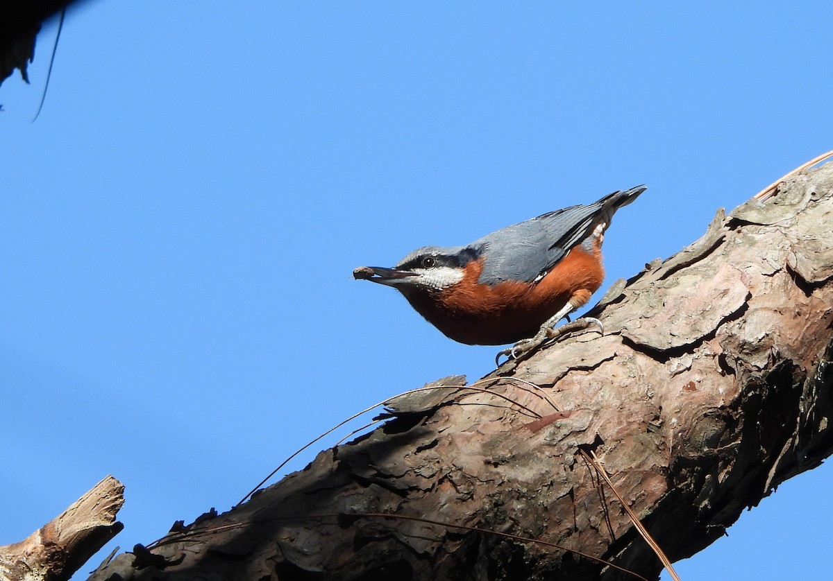 Chestnut-bellied Nuthatch - ML644073137