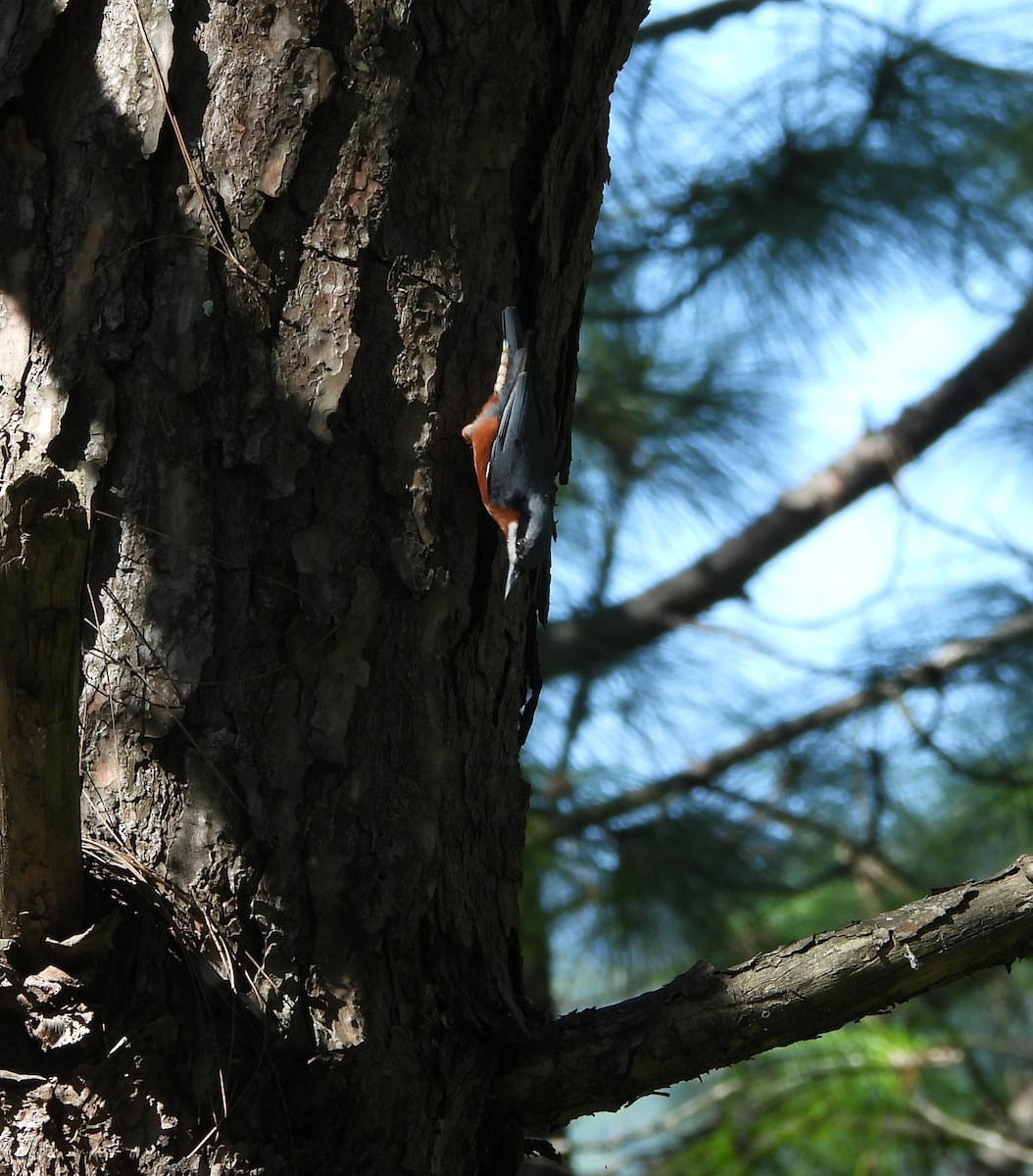 Chestnut-bellied Nuthatch - ML644073138