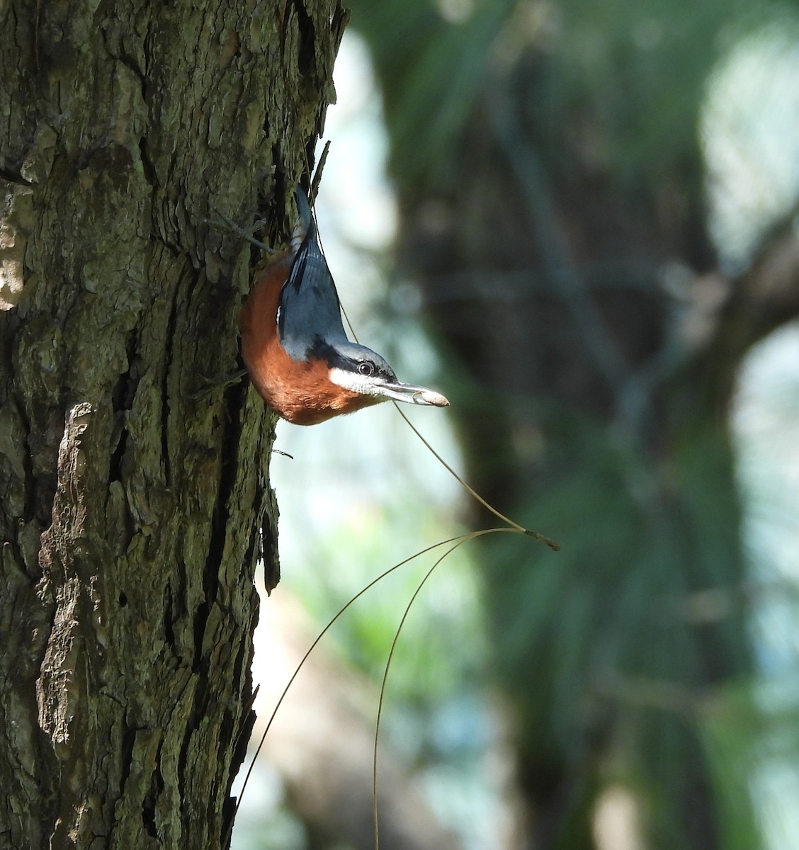 Chestnut-bellied Nuthatch - ML644073139