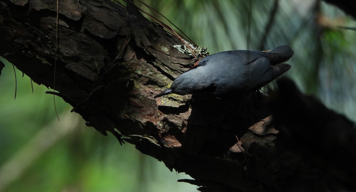 Chestnut-bellied Nuthatch - ML644073140