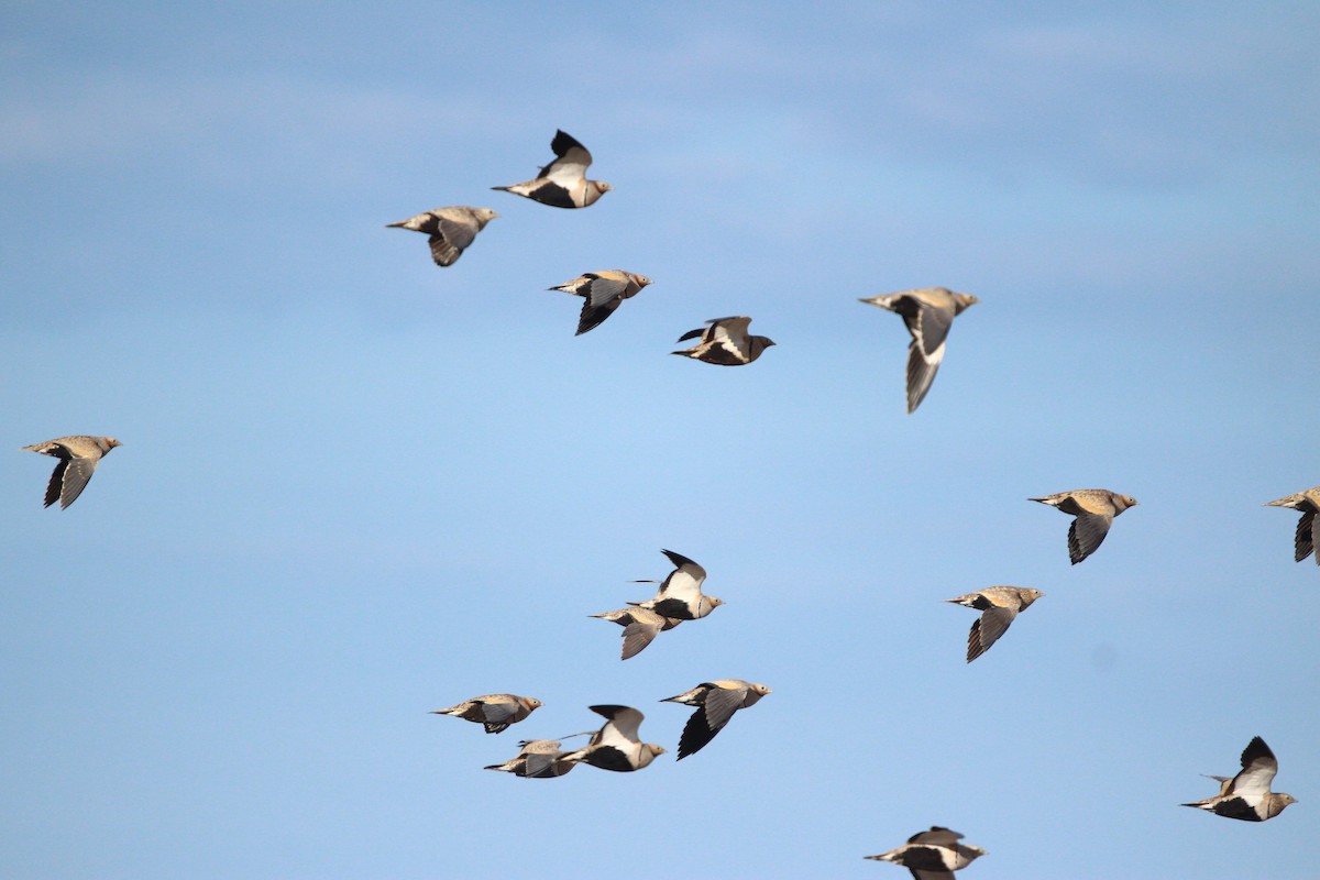 קטה גדולה - ML644073145