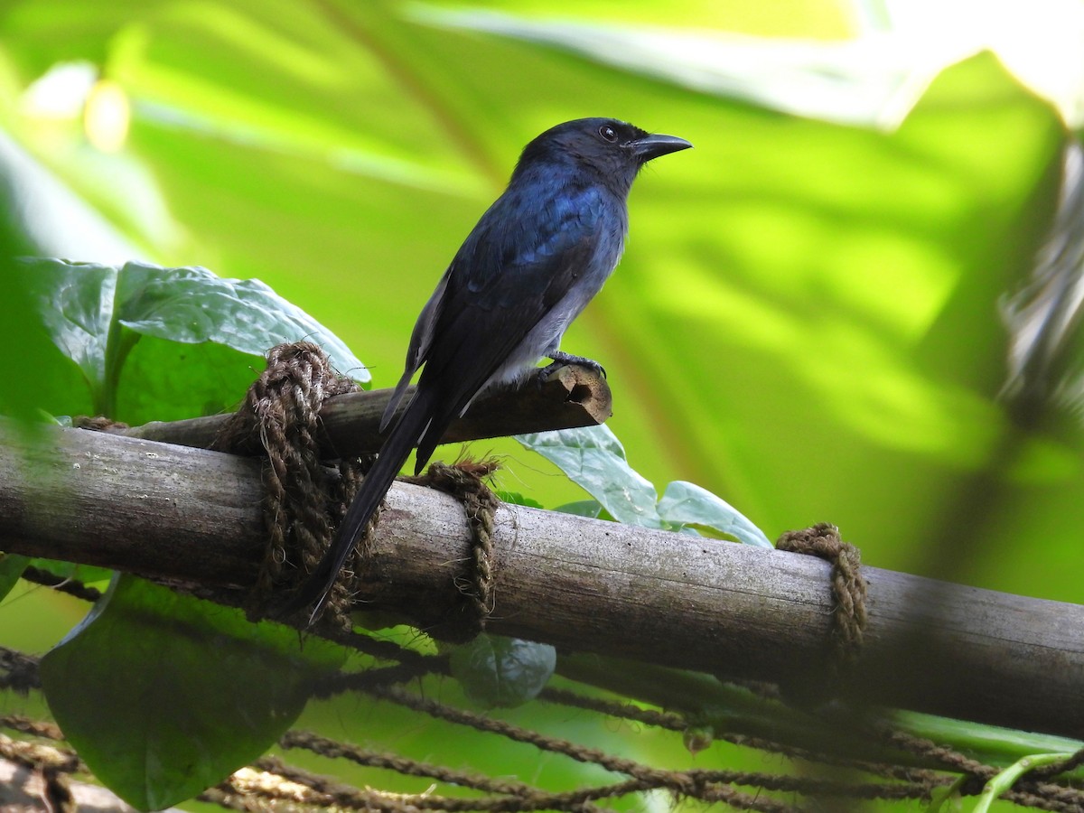 Ak Karınlı Drongo - ML644073148