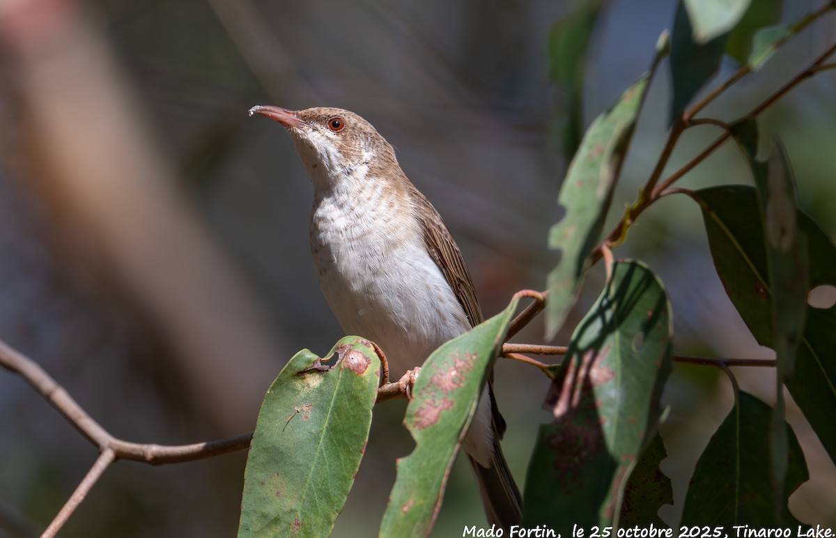 Brown-backed Honeyeater - ML644073150