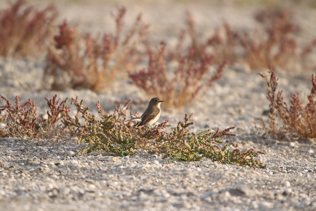 חטפית גמדית - ML644073165