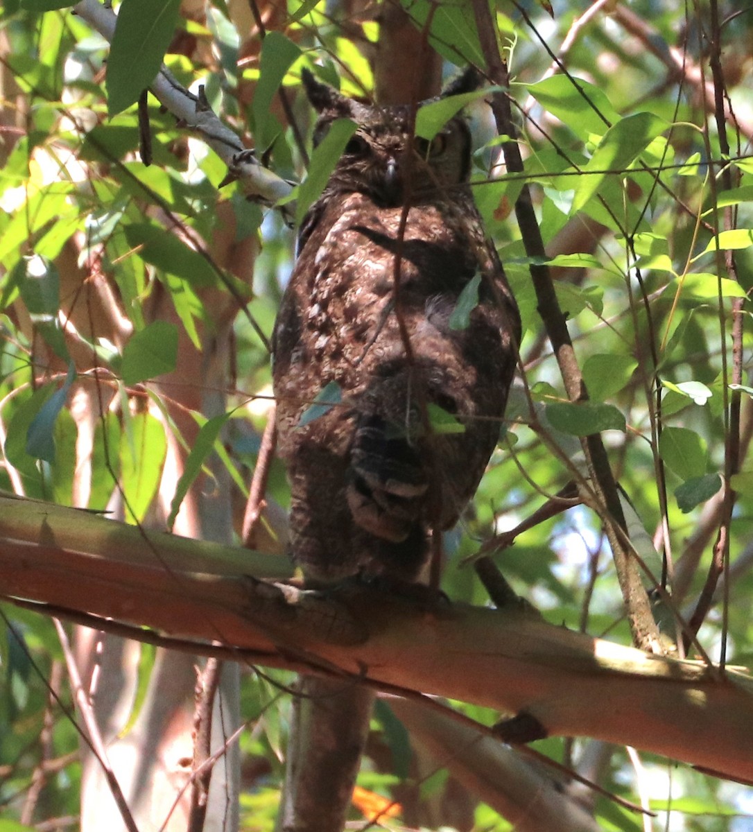Spotted Eagle-Owl - ML644073173