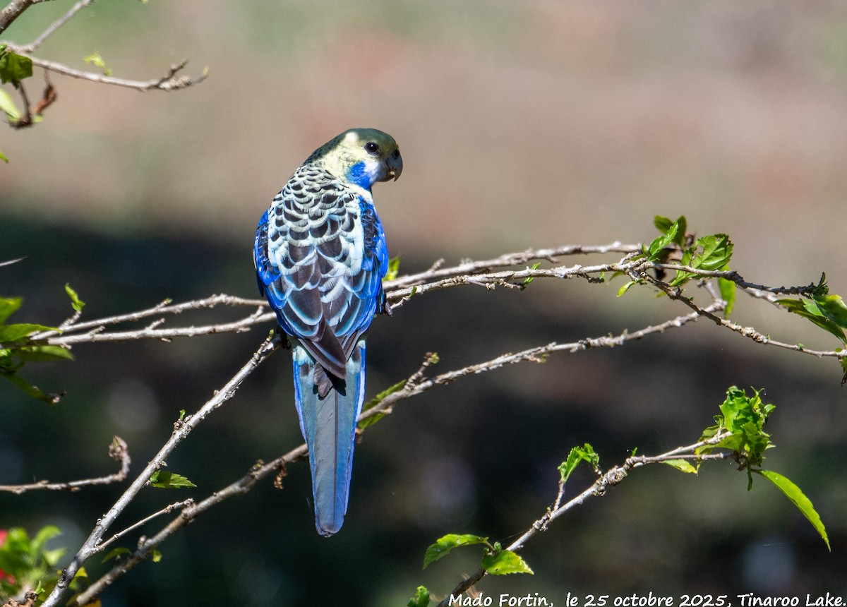 Pale-headed Rosella - ML644073175