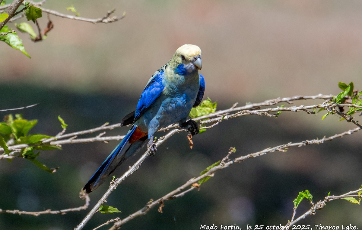 Pale-headed Rosella - ML644073176