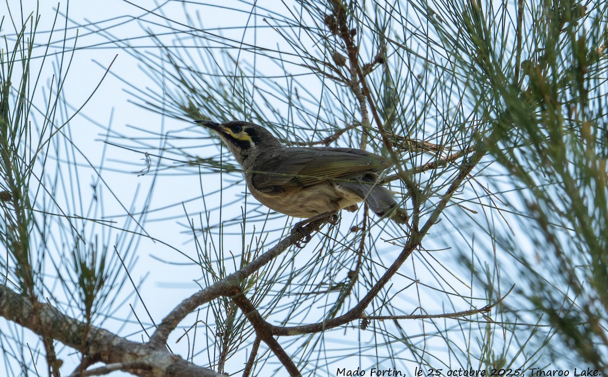 Yellow-faced Honeyeater - ML644073187