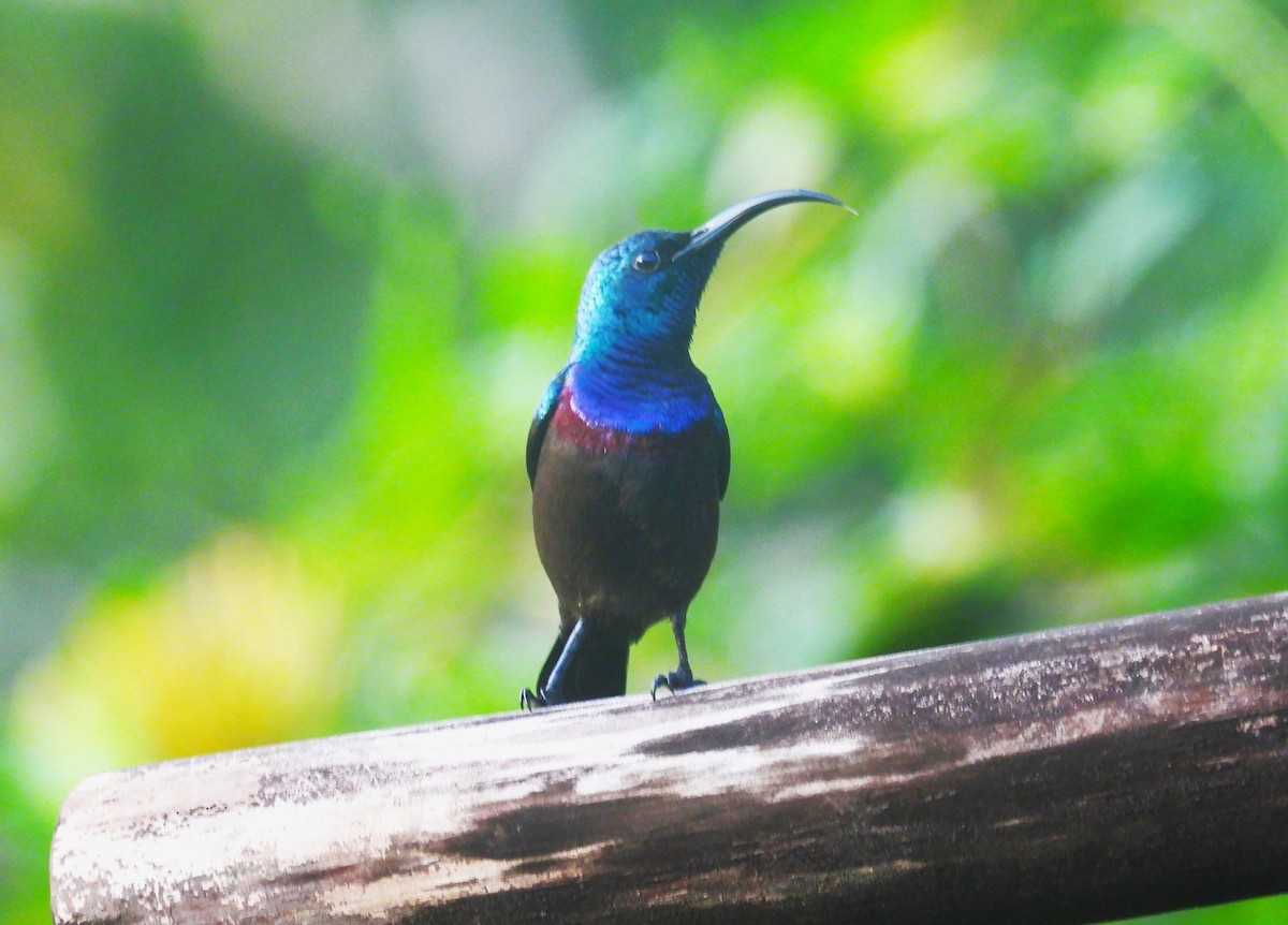 Loten's Sunbird - ML644073194