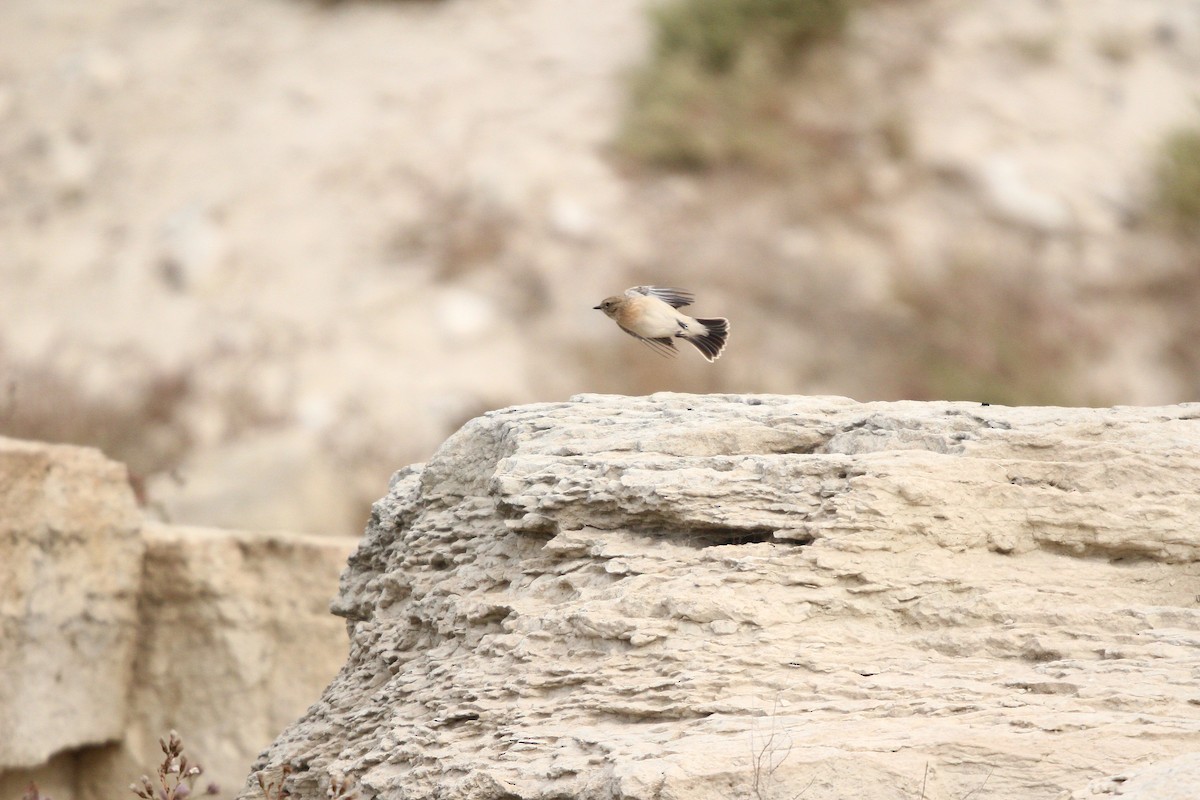 Siberian Stonechat - ML644073201