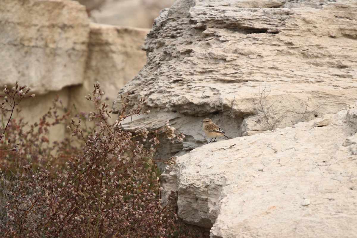 Siberian Stonechat - ML644073202
