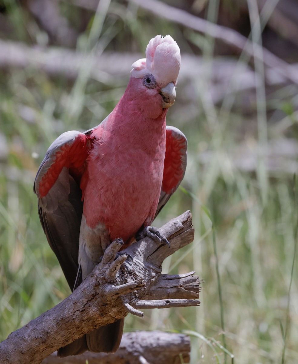 Galah - ML644073213