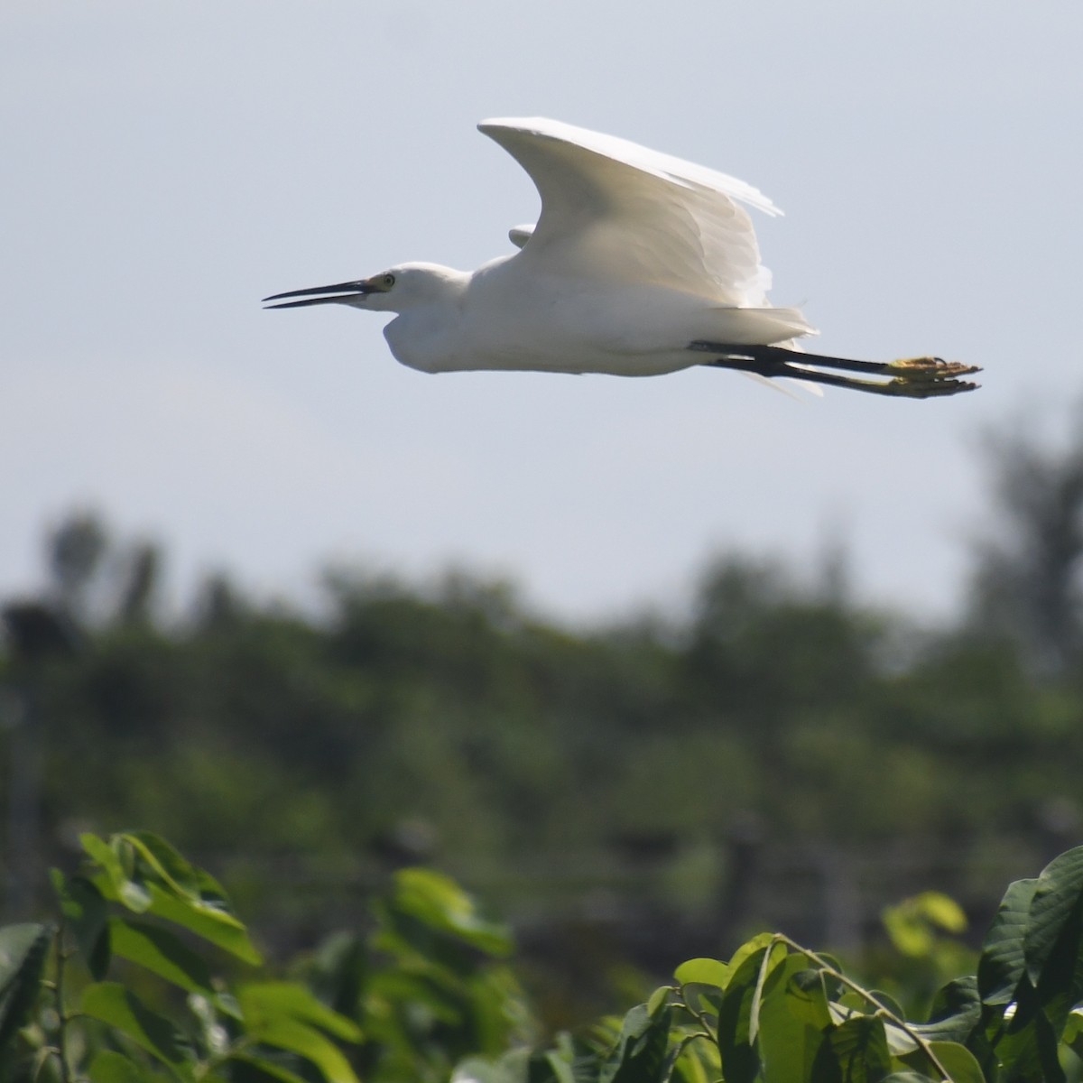 Little Egret - ML644073216