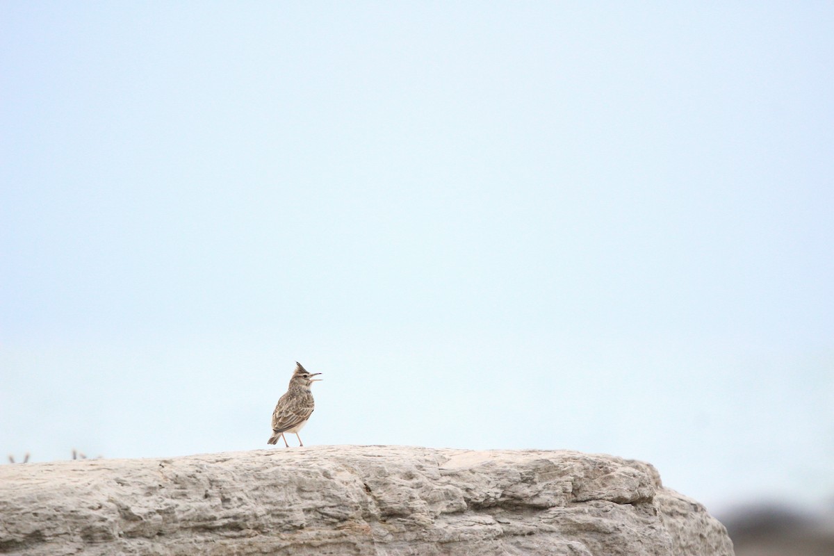 עפרוני מצויץ - ML644073223