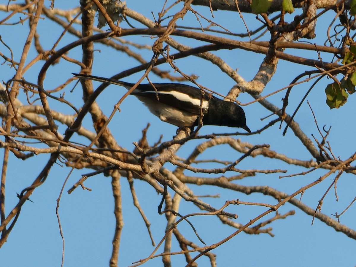 Madagascar Magpie-Robin (White-winged) - ML644073237