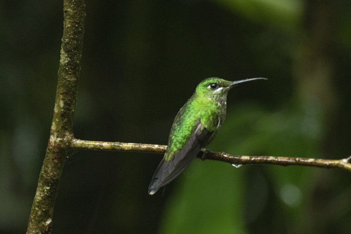 Green-crowned Brilliant - ML644073241