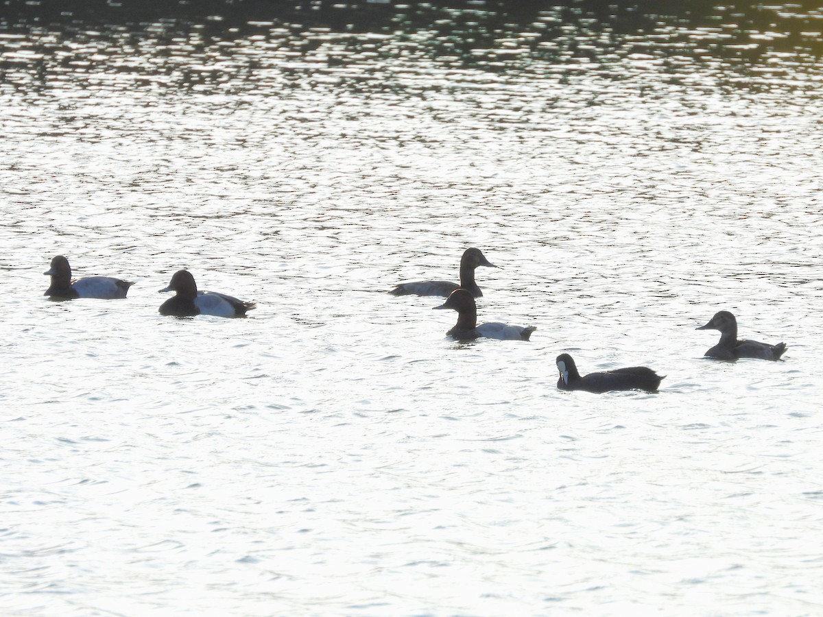 Common Pochard - ML644073253