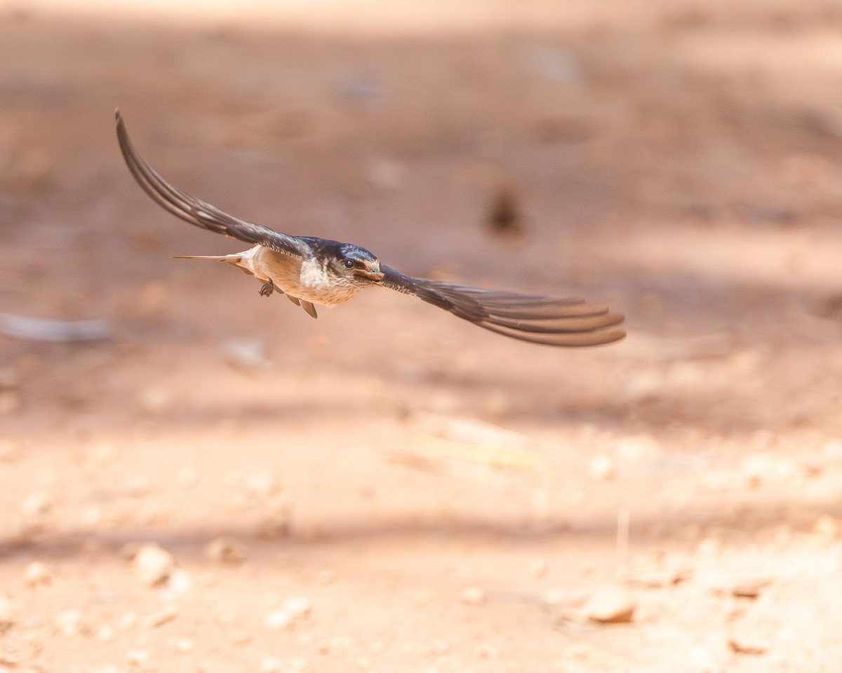 Tree Martin - ML644073261